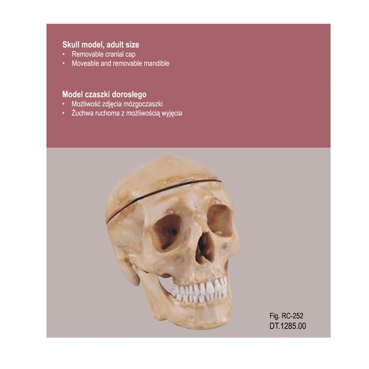 Skull model, adut size – oficiali Falcon Medical produkto nuotrauka