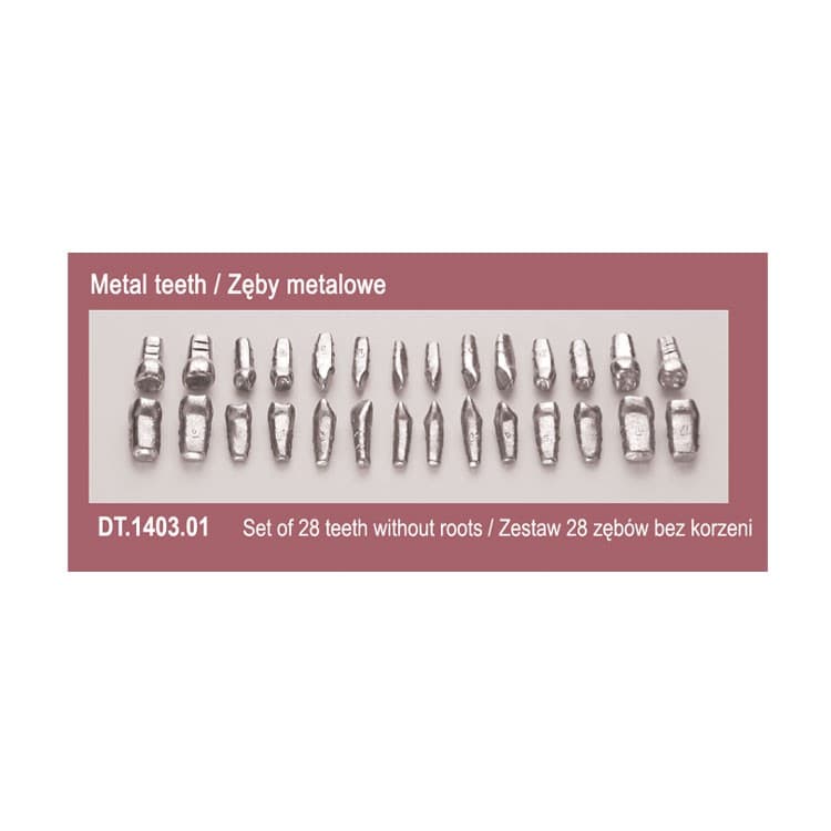 Metal teeth for typodont, set of 28 pieces – oficiali Falcon Medical produkto nuotrauka