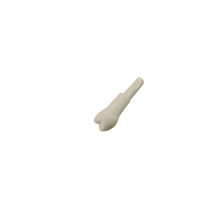 Kavo fantom teeth 35 – oficiali Falcon Medical produkto nuotrauka