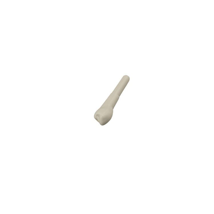 Kavo fantom teeth 44 – oficiali Falcon Medical produkto nuotrauka