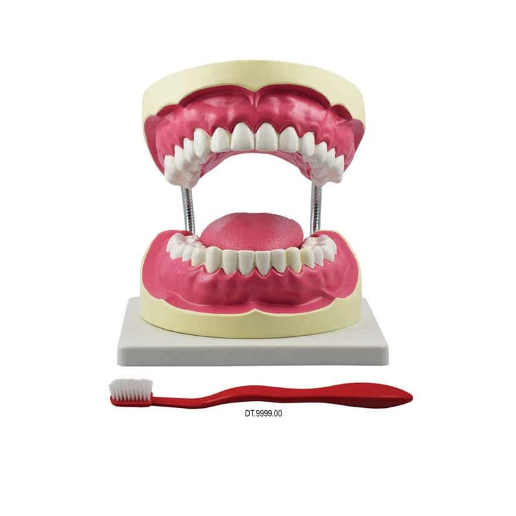 Demonstration model 32 teeth with over size brush – oficiali Falcon Medical produkto nuotrauka