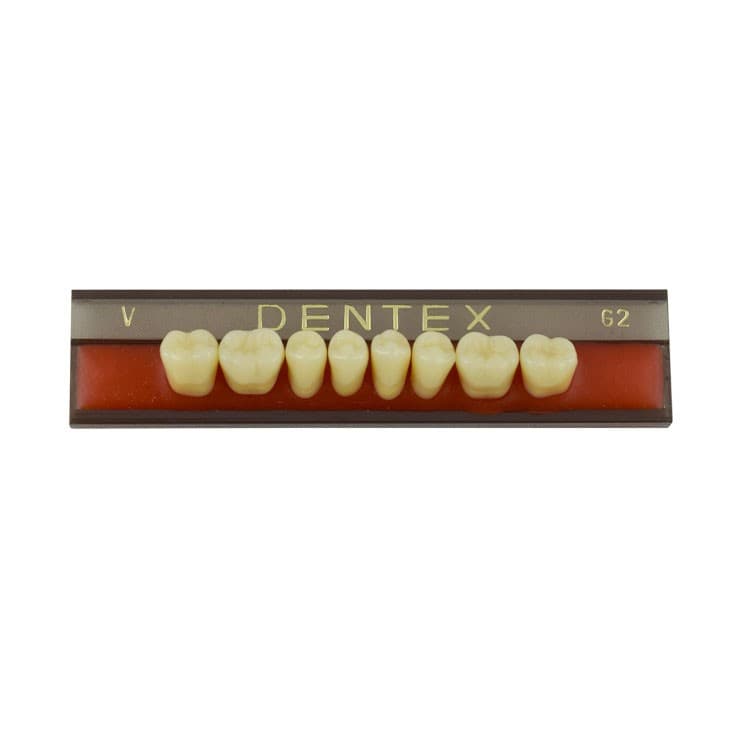 Acrylic teeth lower posteriors no V , color G2, 8 pieces – oficiali Falcon Medical produkto nuotrauka