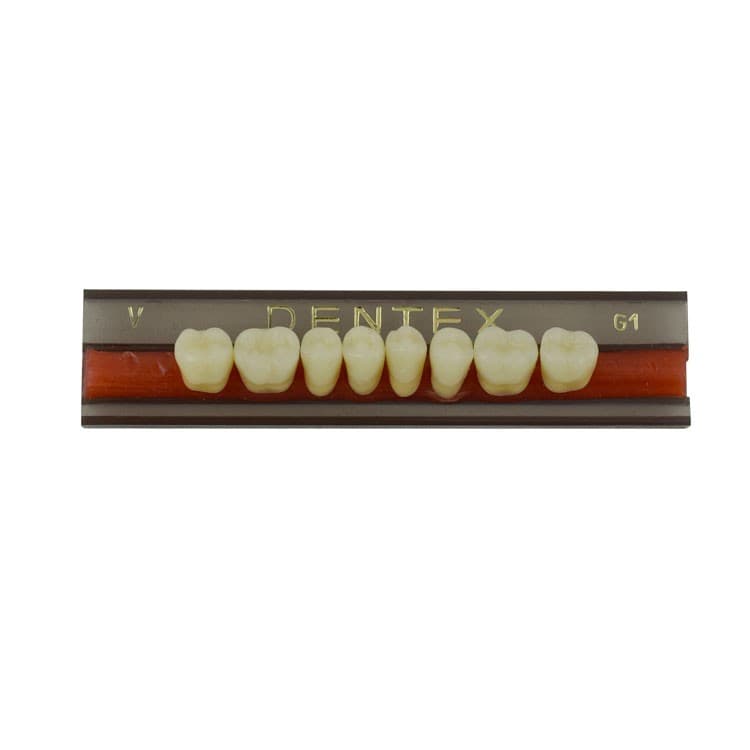 Acrylic teeth lower posteriors no V , color G1, 8 pieces – oficiali Falcon Medical produkto nuotrauka