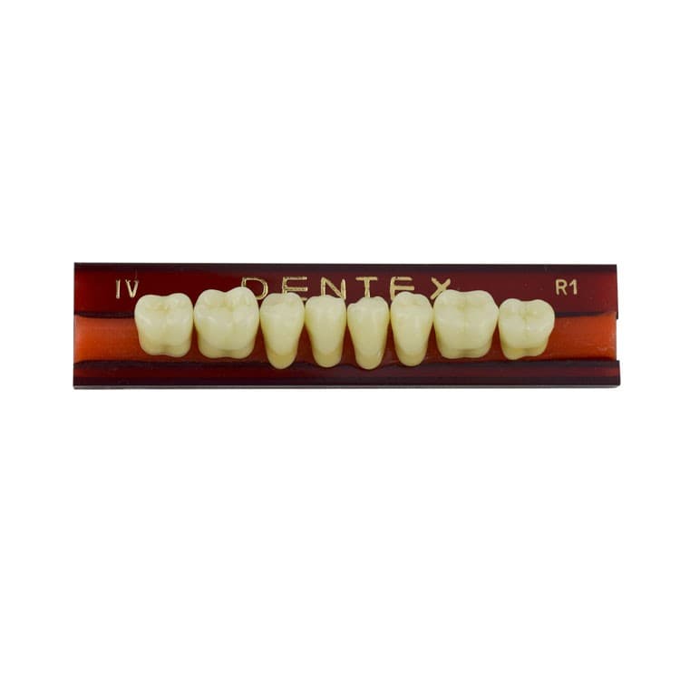 Acrylic teeth lower posteriors no IV , color R1, 8 pieces – oficiali Falcon Medical produkto nuotrauka