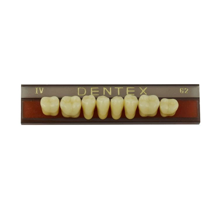 Acrylic teeth lower posteriors no IV , color G2, 8 pieces – oficiali Falcon Medical produkto nuotrauka