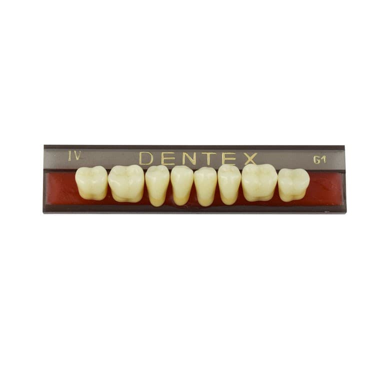 Acrylic teeth lower posteriors no IV , color G1, 8 pieces – oficiali Falcon Medical produkto nuotrauka