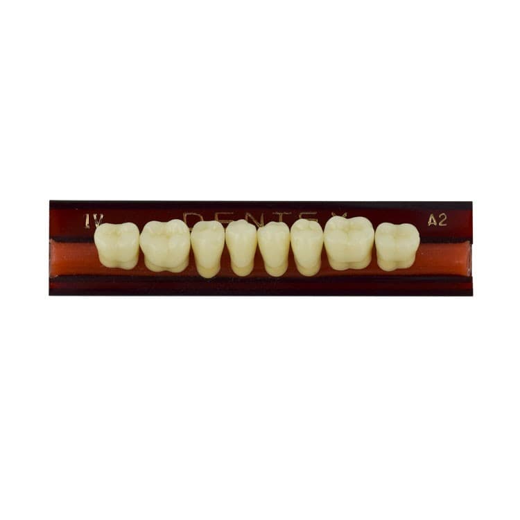Acrylic teeth lower posteriors no IV , color A2, 8 pieces – oficiali Falcon Medical produkto nuotrauka