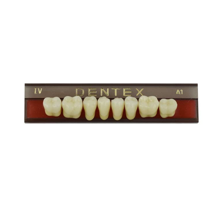Acrylic teeth lower posteriors no IV , color A1, 8 pieces – oficiali Falcon Medical produkto nuotrauka