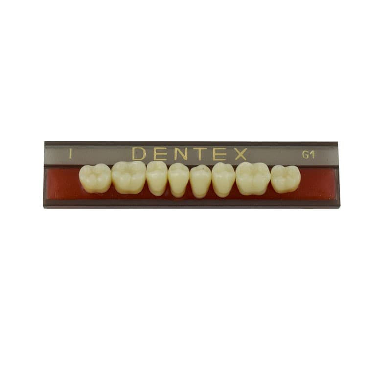 Acrylic teeth lower posteriors no I , color G1, 8 pieces – oficiali Falcon Medical produkto nuotrauka