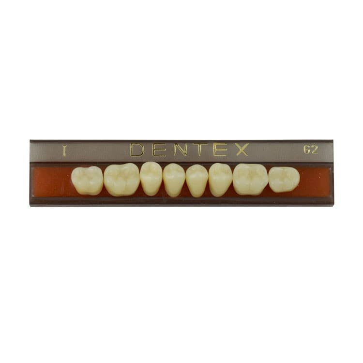 Acrylic teeth lower posteriors no I , color G2, 8 pieces – oficiali Falcon Medical produkto nuotrauka