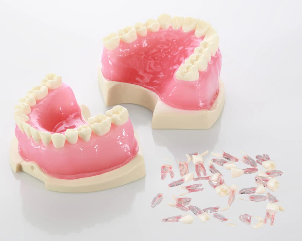 Pusiau standus endodontinis modelis su dantenomis - oficiali GF Dental produkto nuotrauka
