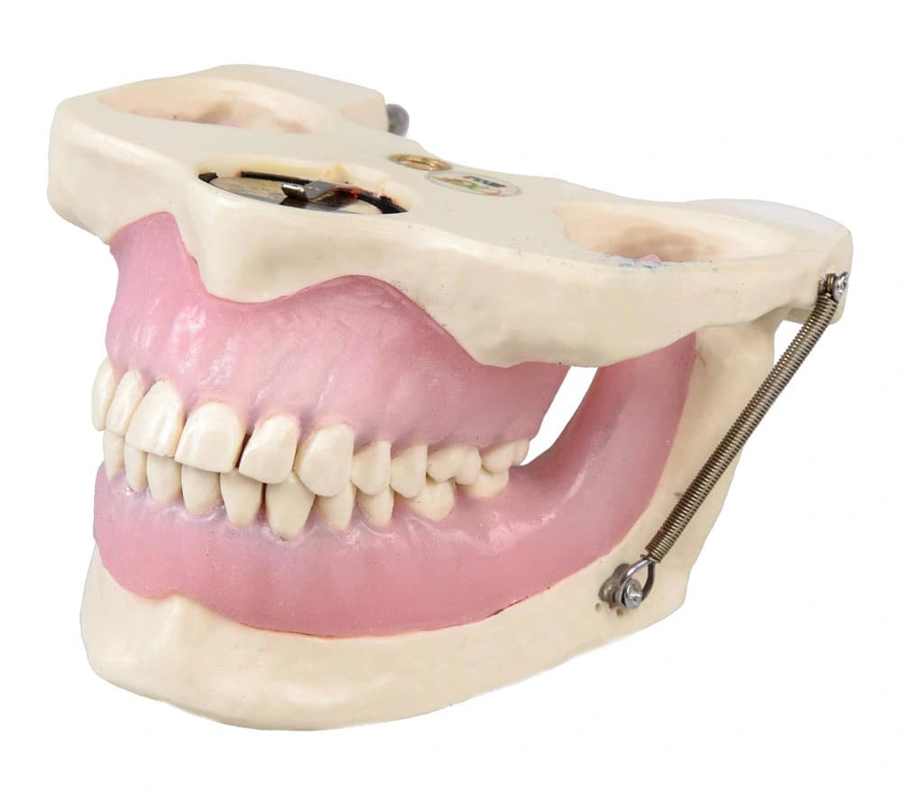 Vietinės nejautros mokomasis modelis - oficiali GF Dental produkto nuotrauka
