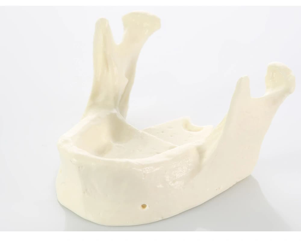 Sintetinio kaulo apatinio žandikaulio modelis E22 - oficiali GF Dental produkto nuotrauka