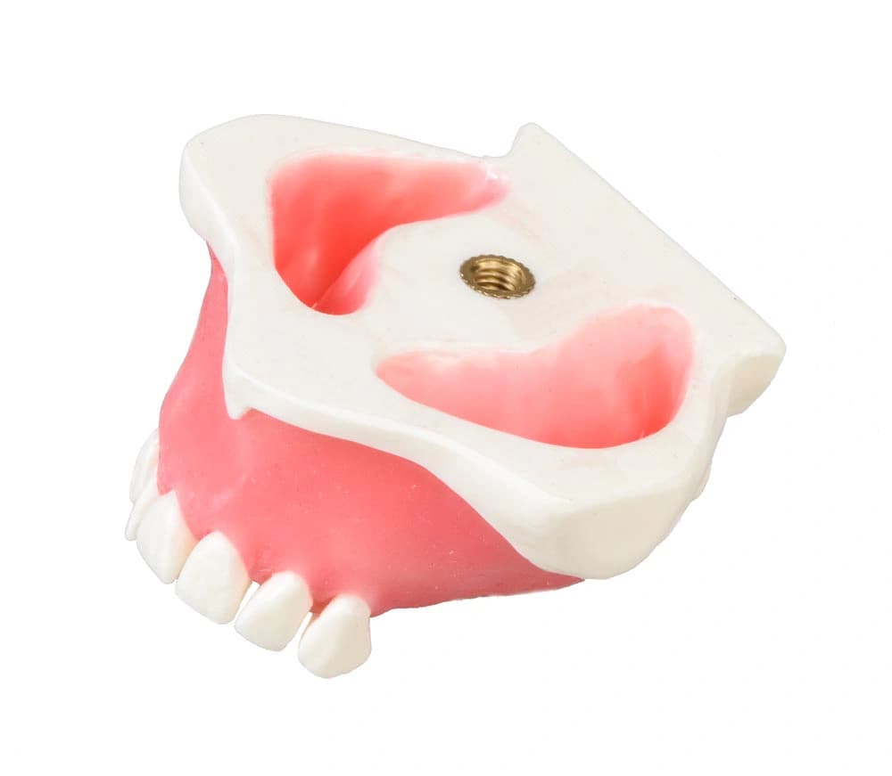 Viršutinio žandikaulio modelis su dantimis ir dantenomis - oficiali GF Dental produkto nuotrauka