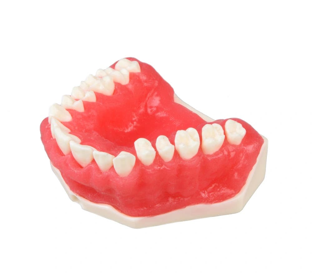 Viršutinio žandikaulio periodontologinis modelis - oficiali GF Dental produkto nuotrauka