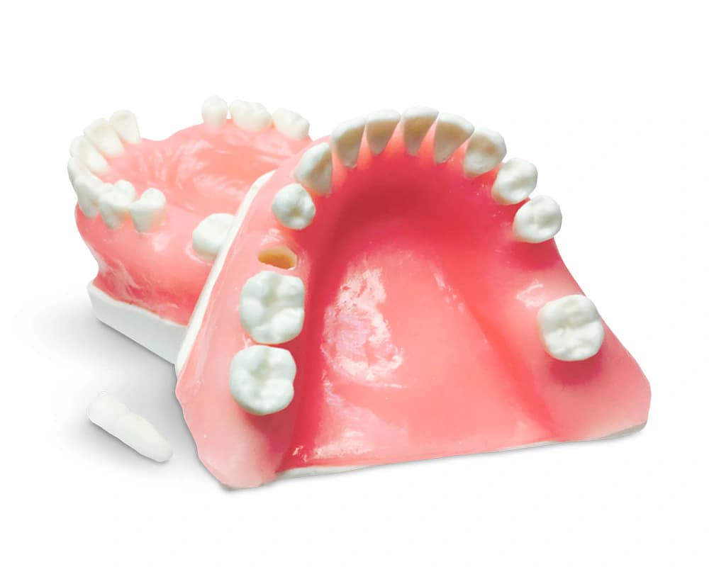 Poekstrakcinės implantologijos mokomasis modelis - oficiali GF Dental produkto nuotrauka