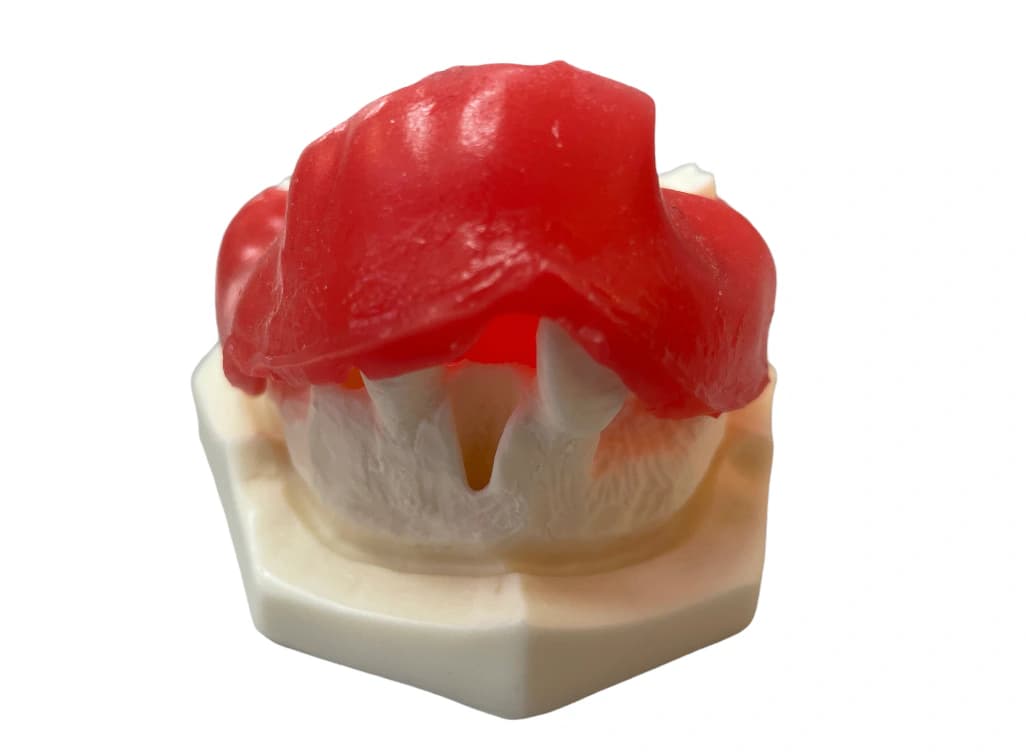 Sintetinis viršutinio žandikaulio modelis E37/G - oficiali GF Dental produkto nuotrauka