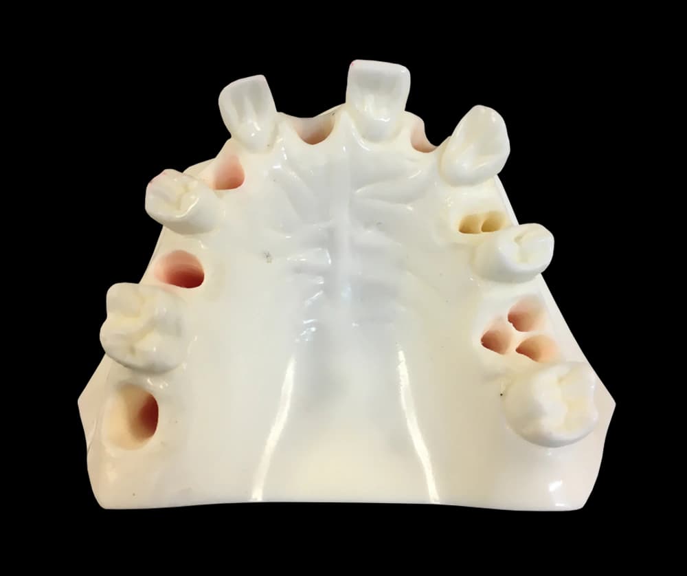 Poekstrakcinės implantologijos žandikaulio modelis E37L - oficiali GF Dental produkto nuotrauka
