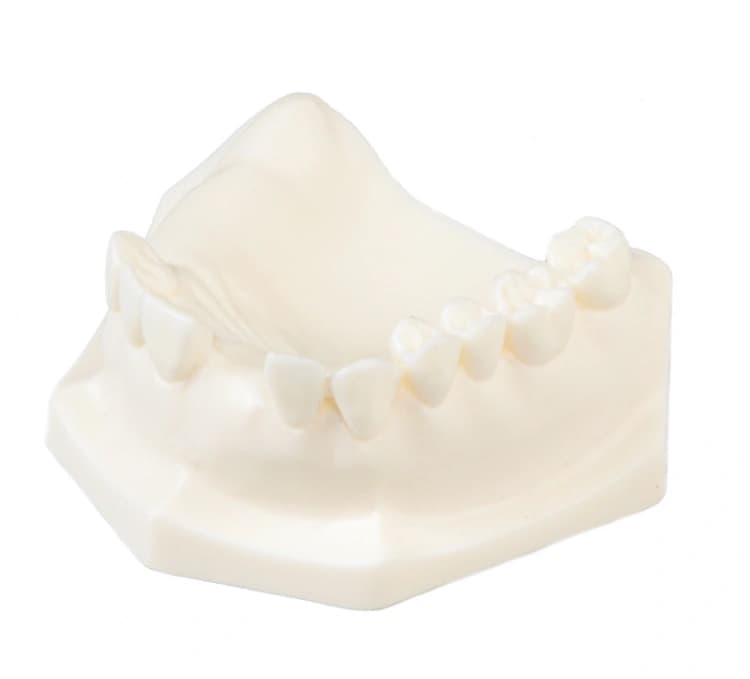 Poekstrakcinės implantologijos žandikaulio modelis E85 - oficiali GF Dental produkto nuotrauka