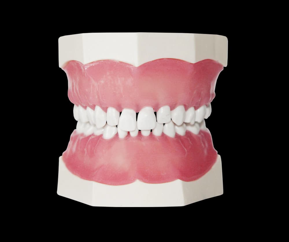 Vaikų odontologijos modelis su kietos dervos dantimis - oficiali GF Dental produkto nuotrauka