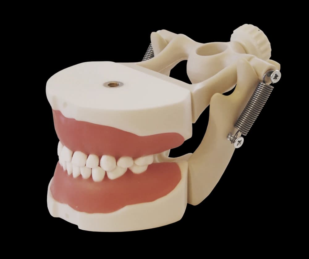 Vaikų odontologijos modelis dantų rovimo praktikai - oficiali GF Dental produkto nuotrauka