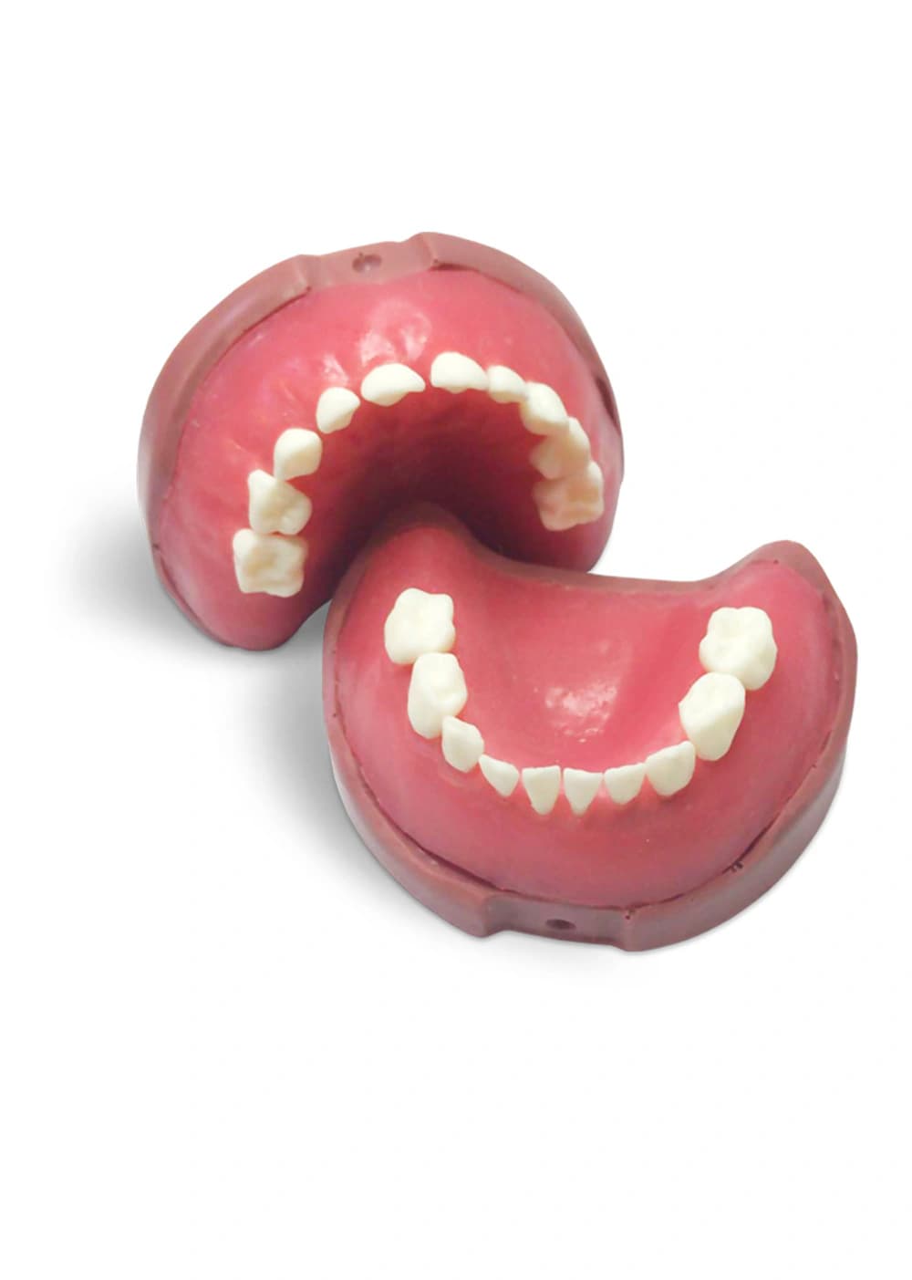 Vaiko modelis su pieniniu sąkandžiu ir minkštomis dantenomis EK4 - oficiali GF Dental produkto nuotrauka