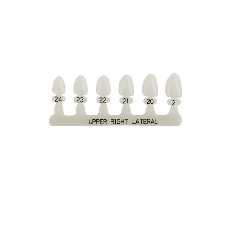 Polycarbonate temporary crowns upper lateral incisors right (Pack of 5 pieces) – oficiali Falcon Medical produkto nuotrauka