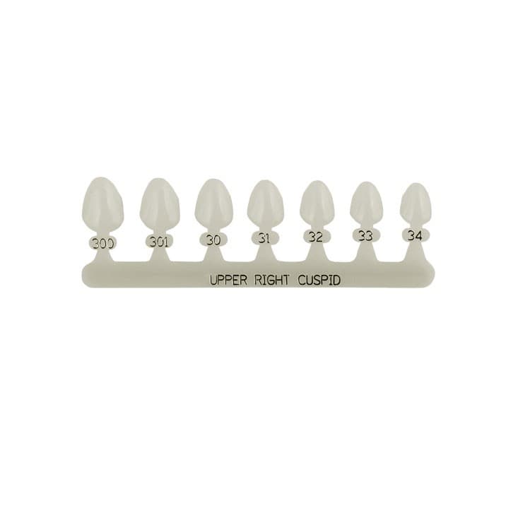 Polycarbonate temporary crowns upper canines right (Pack of 5 pieces) – oficiali Falcon Medical produkto nuotrauka