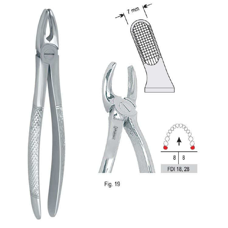 Extracting forceps European pattern fig. 19 – oficiali Falcon Medical produkto nuotrauka