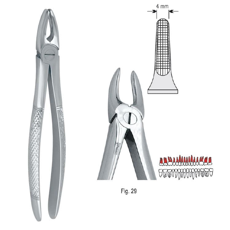 Extracting forceps European pattern fig. 29 – oficiali Falcon Medical produkto nuotrauka