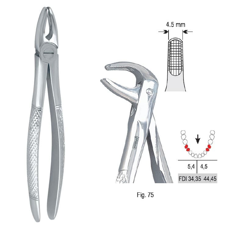 Extracting forceps European pattern fig. 75 – oficiali Falcon Medical produkto nuotrauka