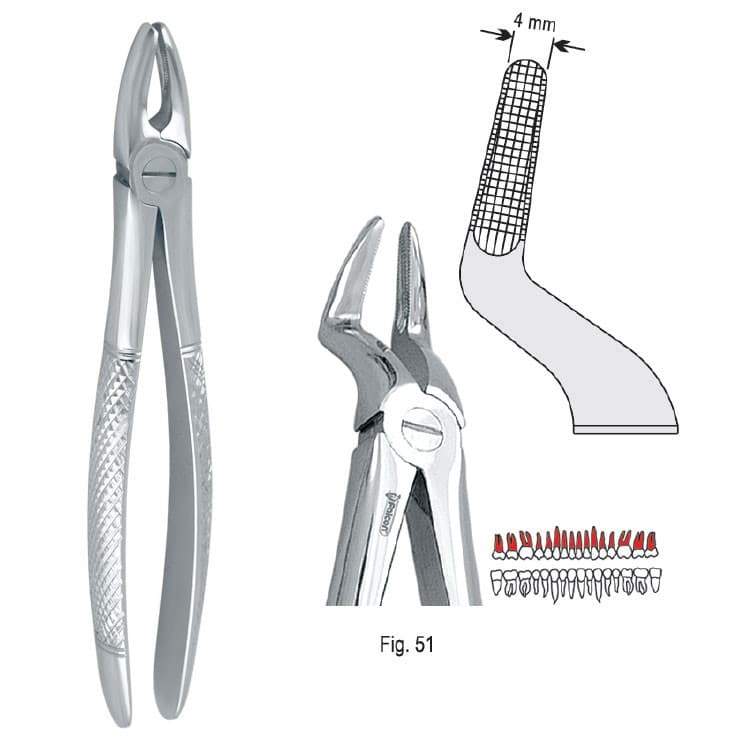 Extracting forceps European pattern fig. 51 – oficiali Falcon Medical produkto nuotrauka