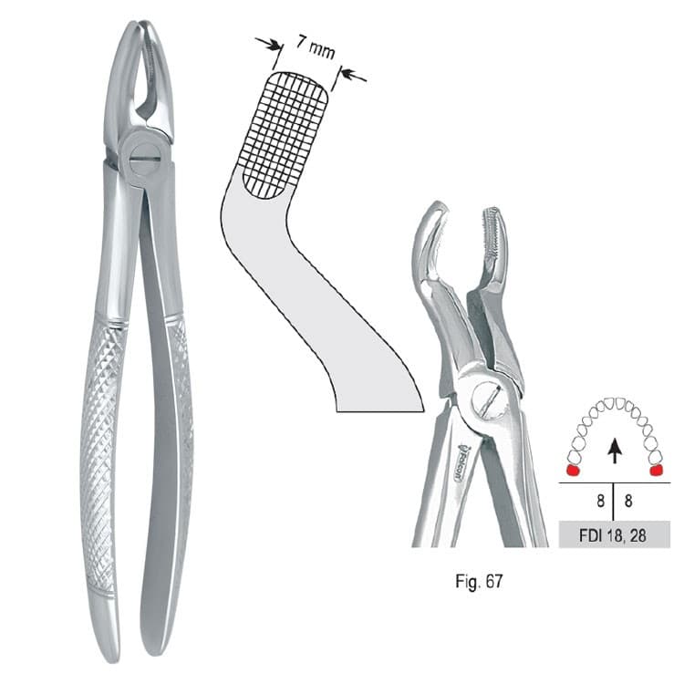 Extracting forceps European pattern fig. 67 – oficiali Falcon Medical produkto nuotrauka