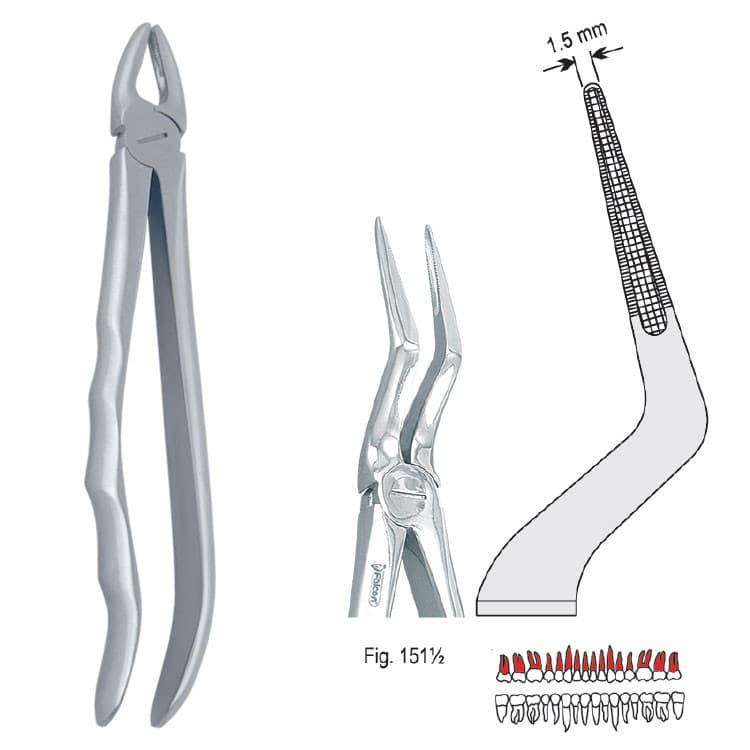 Extracting forceps with anatomical handle fig. 151 1/2 – oficiali Falcon Medical produkto nuotrauka