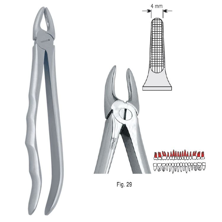Extracting forceps with anatomical handle fig. 29 – oficiali Falcon Medical produkto nuotrauka