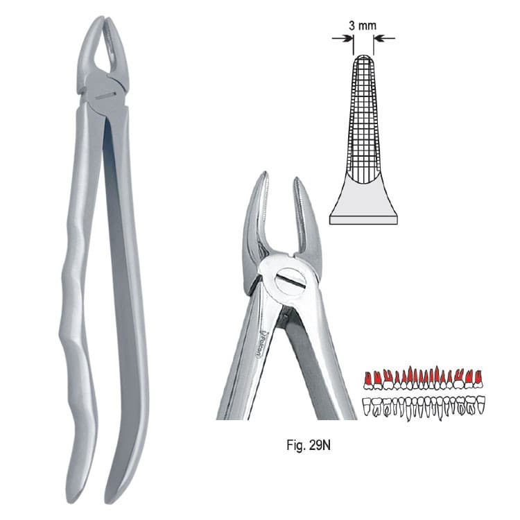Extracting forceps with anatomical handle fig. 29N – oficiali Falcon Medical produkto nuotrauka