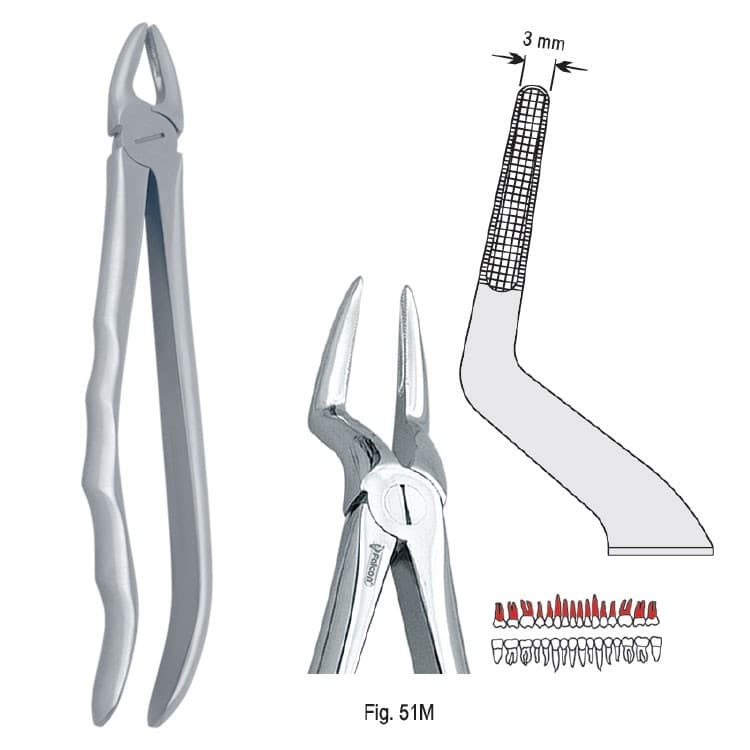 Extracting forceps with anatomical handle fig. 51M – oficiali Falcon Medical produkto nuotrauka