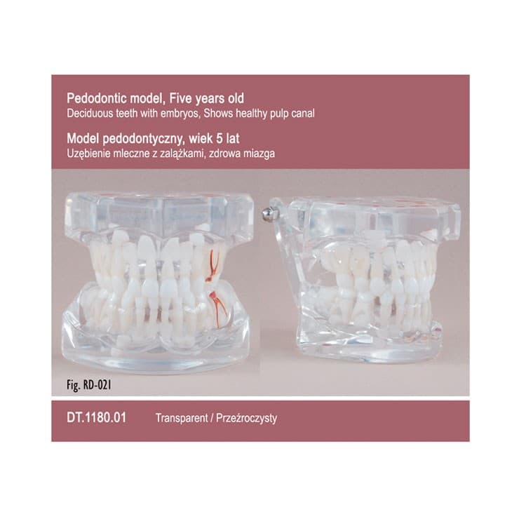 Pediatrics Five Years Old – Transparent – Deciduos Dentition With Embryos – oficiali Falcon Medical produkto nuotrauka