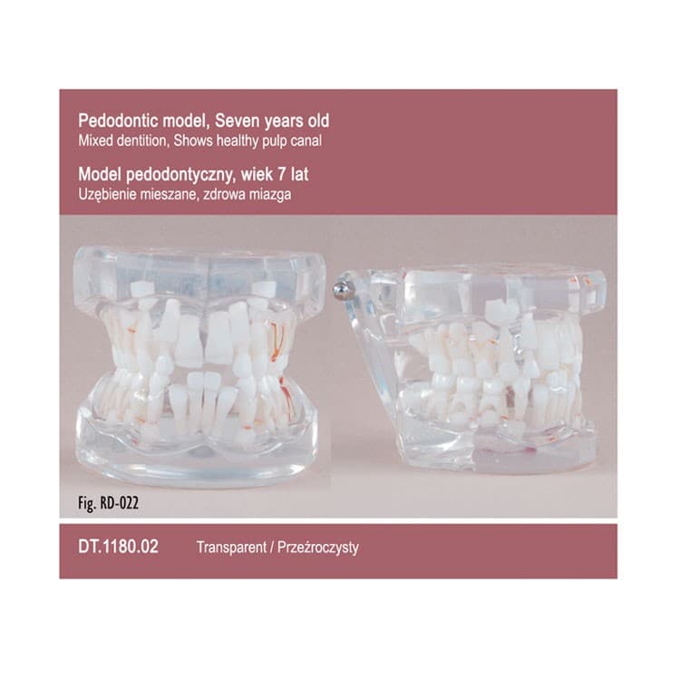 Pediatrics Seven Years Old – Transparent – Mixing Dentition – oficiali Falcon Medical produkto nuotrauka