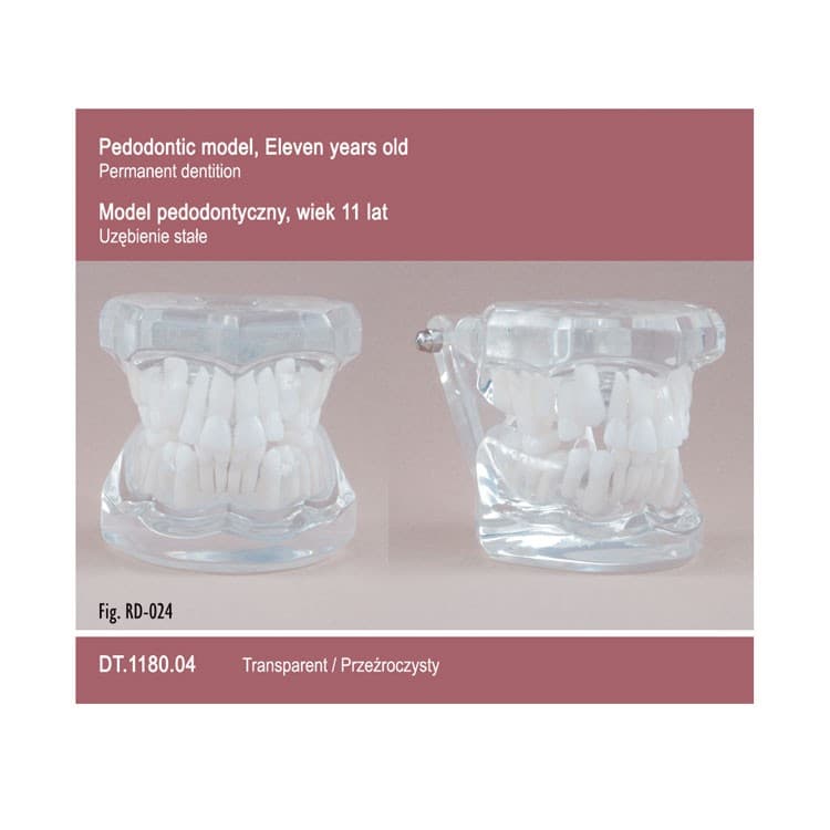 Pediatrics Eleven Years Old – Transparent – oficiali Falcon Medical produkto nuotrauka