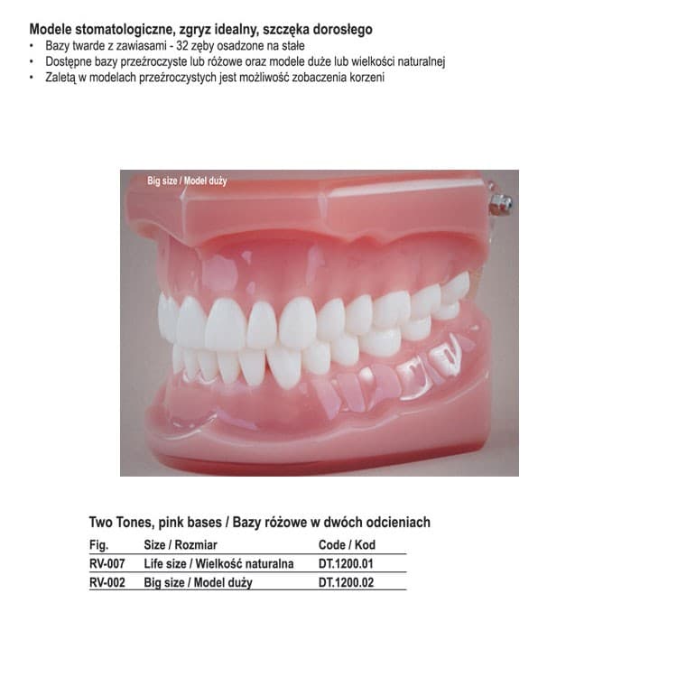Real Series Dental model ideal occlusion pink base, life size – oficiali Falcon Medical produkto nuotrauka