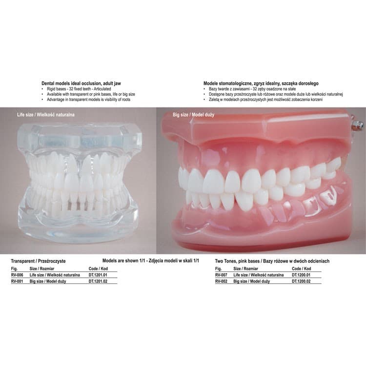 Real Series Dental model ideal occlusion transparent, big size – oficiali Falcon Medical produkto nuotrauka