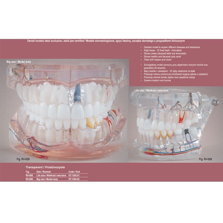 Real Series Dental model ideal occlusion transparent ramified, life size – oficiali Falcon Medical produkto nuotrauka