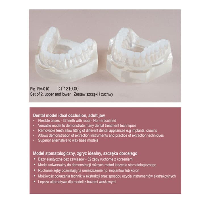 Real Series Dental model ideal occlusion transparent flexible base, life size – oficiali Falcon Medical produkto nuotrauka
