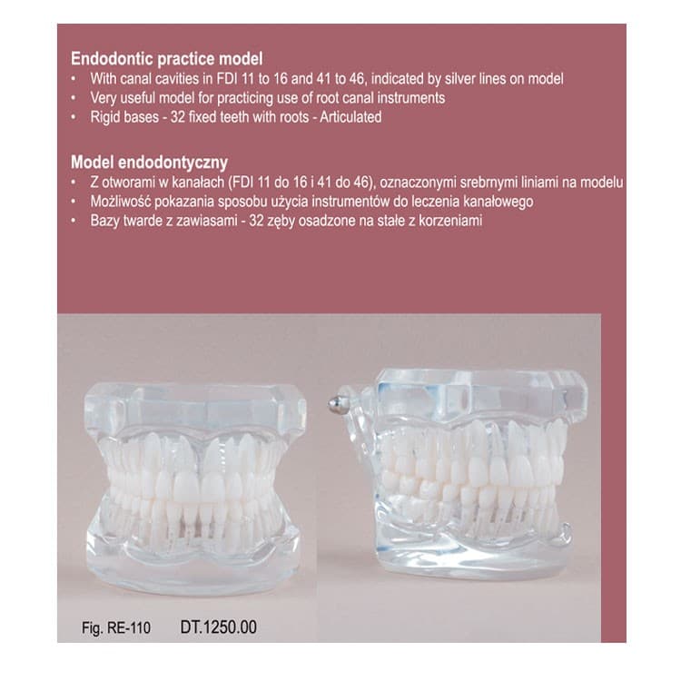 Real Series Endodontic model transparent, life size – oficiali Falcon Medical produkto nuotrauka