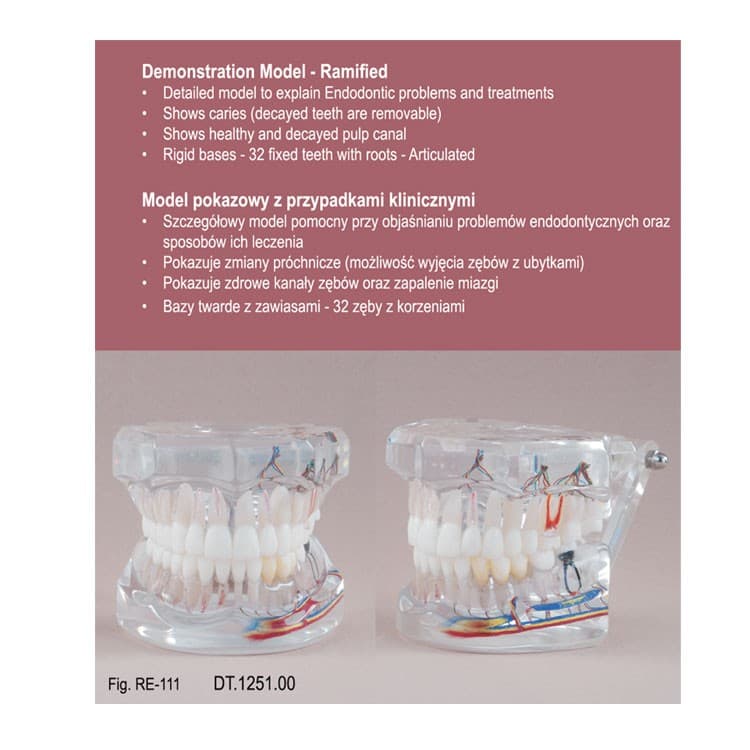 Real Series Endodontic model transparent ramified, life size – oficiali Falcon Medical produkto nuotrauka