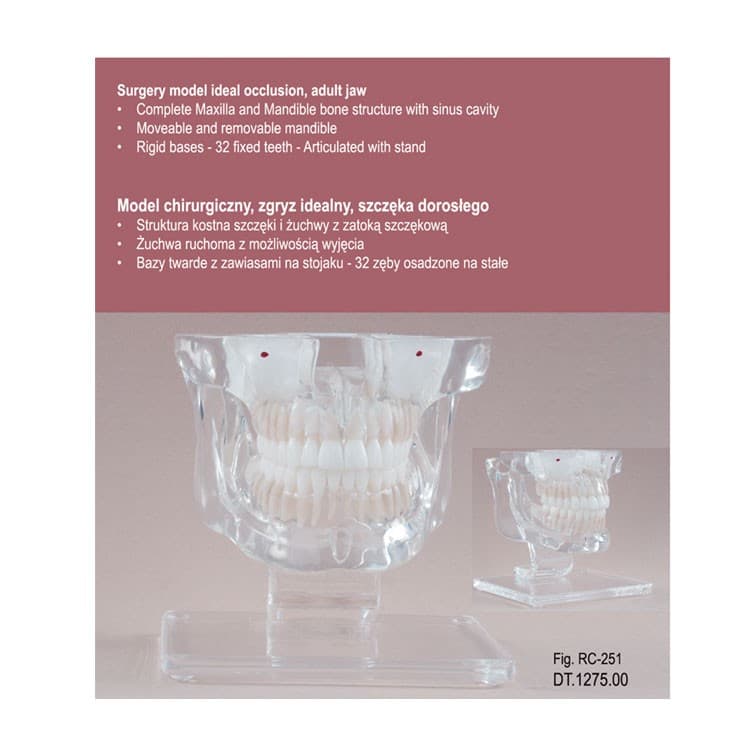 Real Series Surgery model with bone structure transparent, life size – oficiali Falcon Medical produkto nuotrauka