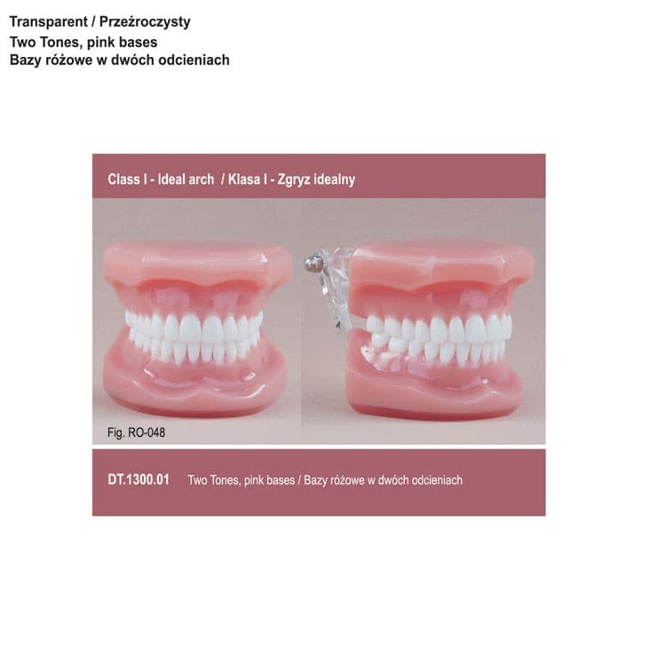 Real Series Orthodontic model pink base, Class I ideal occlusion – oficiali Falcon Medical produkto nuotrauka