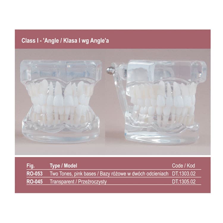 Real Series Orthodontic model pink base, Class I 'Angle’ – oficiali Falcon Medical produkto nuotrauka