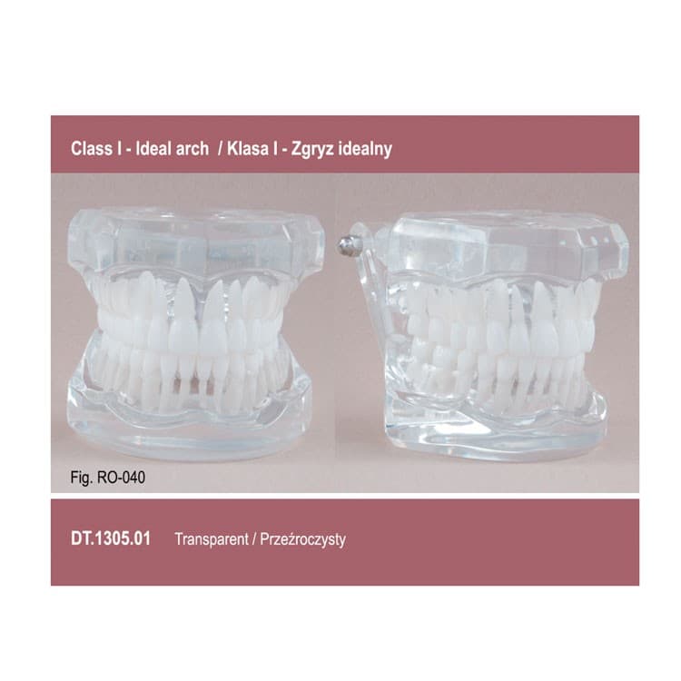 Real Series Orthodontic model transparent base, Class I ideal occlusion – oficiali Falcon Medical produkto nuotrauka